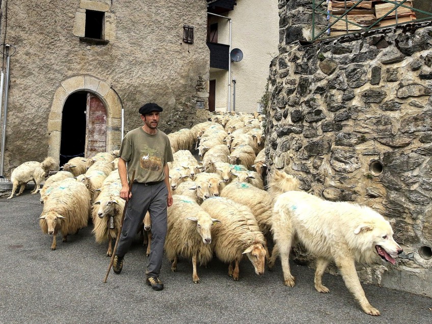 Transhumance 2015